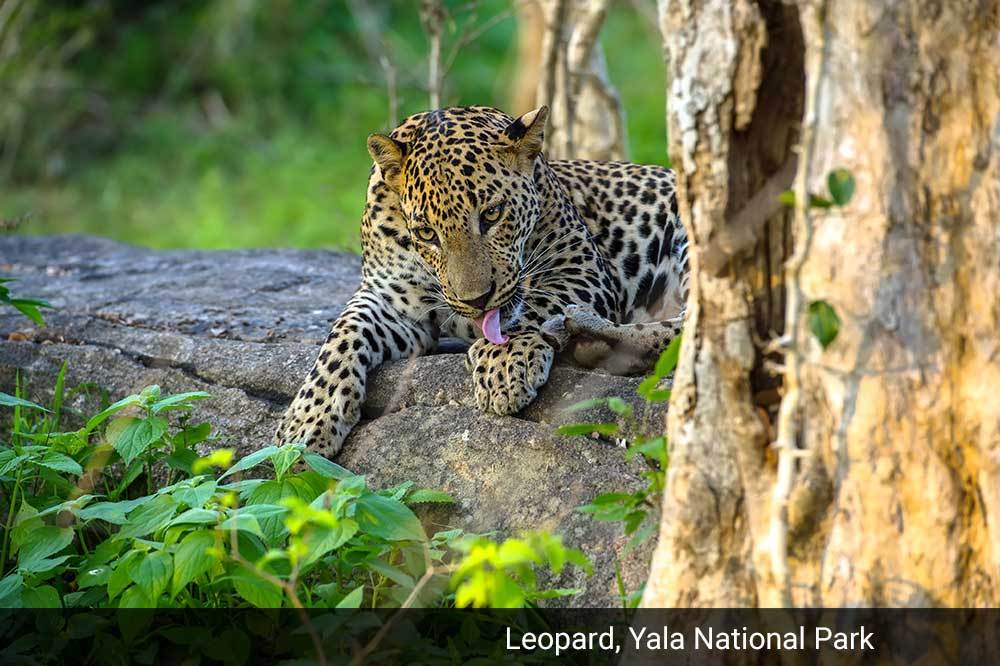 Sri Lanka & India – 13 Night/14 Days Special Private Tour including Wildlife, Spices, Tea Plantation, Houseboat and Beaches