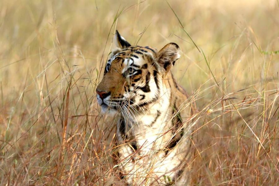 India – 15 Treasures & Tigers – 15 Day Private Tour