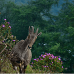 Scenic view of Eravikulam National Park in Munnar