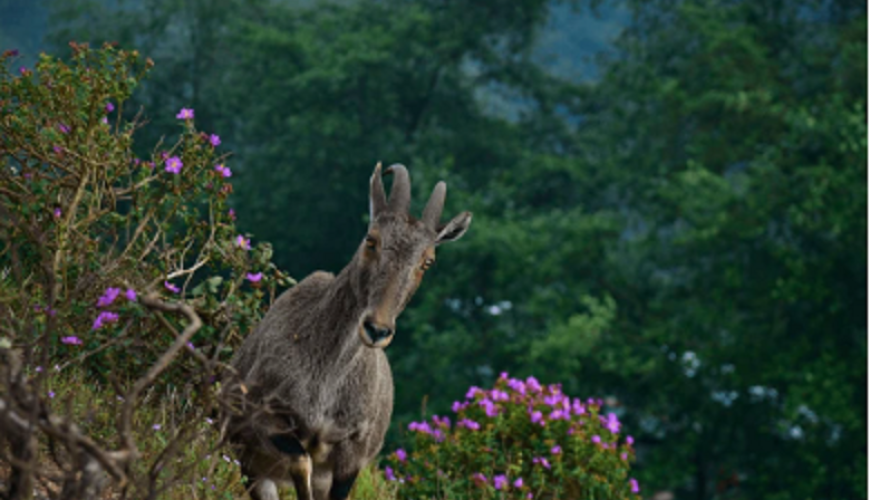 Scenic view of Eravikulam National Park in Munnar