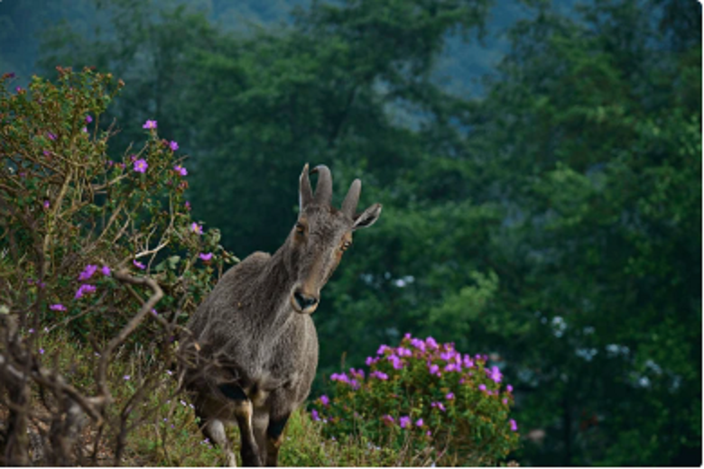 Scenic view of Eravikulam National Park in Munnar